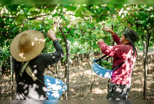 O avanço em Pernambuco é impulsionado pelo consumo de espumantes e sucos de uva, que ganharam espaço nas mesas pernambucanas