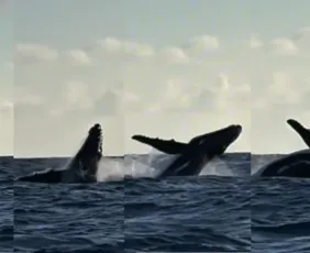 Imagem ilustrativa da imagem Baleia-jubarte é filmada por pescador em Maracaípe