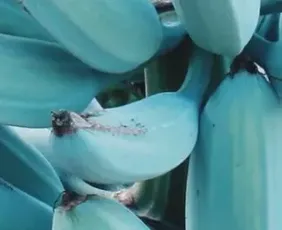 Imagem ilustrativa da imagem Banana azul: pouco comum no Brasil, a fruta tem ganhado popularidade por seu sabor