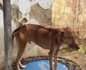 Imagem ilustrativa da imagem Mulher é presa por maus-tratos a 41 animais no Recife