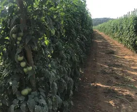 Imagem ilustrativa da imagem Tomates produzidos em Vila Velha abastecem três estados do Brasil
