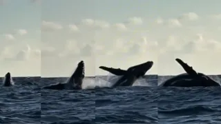 Imagem ilustrativa da imagem Baleia-jubarte é filmada por pescador em Maracaípe