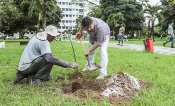 Imagem ilustrativa da imagem Hospital Barão de Lucena realiza plantio de árvores