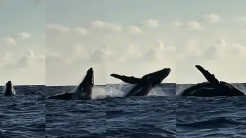 
          Imagem ilustrativa da imagem Baleia-jubarte é filmada por pescador em Maracaípe
          