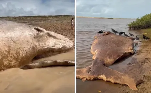 
          Imagem ilustrativa da imagem Baleias são encontradas mortas no litoral norte do Espírito Santo
          