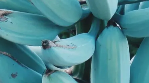 
          Imagem ilustrativa da imagem Banana azul: pouco comum no Brasil, a fruta tem ganhado popularidade por seu sabor
          