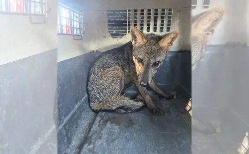 
          Imagem ilustrativa da imagem VÍDEO | Cachorro-do-mato é resgatado em escola de Vila Velha
          