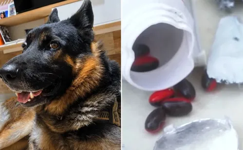 
          Imagem ilustrativa da imagem Cão morre ao rasgar encomenda e ingerir cápsulas de cafeína após entrega na Serra
          