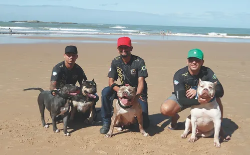 
          Imagem ilustrativa da imagem Conheça os pit monsters, raça de cães inédita no País
          