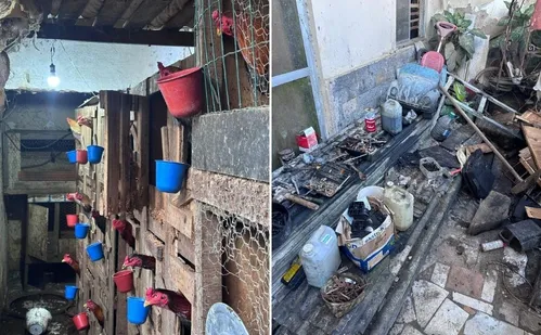 
          Imagem ilustrativa da imagem Criança é encontrada em casa com animais em situação de maus-tratos em Guarapari
          