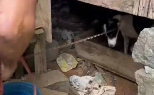 
          Imagem ilustrativa da imagem Dois cães acorrentados são resgatados durante operação da Polícia Civil
          