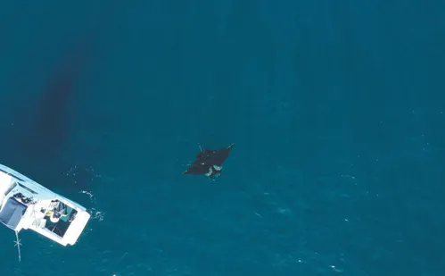 
          Imagem ilustrativa da imagem Gigante dos mares no ES: espécie é dócil e pode chegar a 8 metros e duas toneladas
          