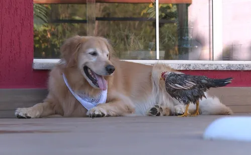 
          Imagem ilustrativa da imagem Golden retriever e galinha viram dupla inseparável em Castelo e encantam a web
          