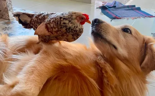 
          Imagem ilustrativa da imagem Golden retriever e galinha viram dupla inseparável em Castelo e encantam a web
          
