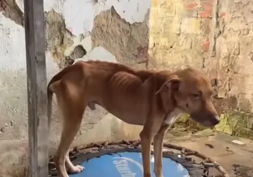 
          Imagem ilustrativa da imagem Mulher é presa por maus-tratos a 41 animais no Recife
          