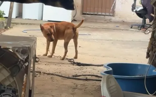 
          Imagem ilustrativa da imagem Mulher fica com rosto desfigurado após ser atacada pelo próprio cachorro
          