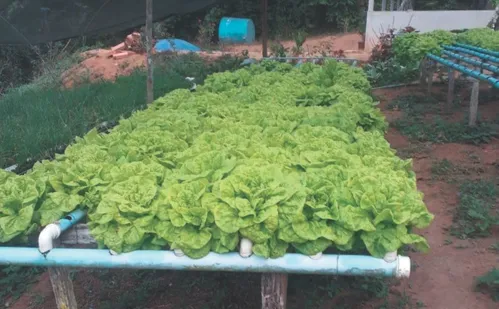 
          Imagem ilustrativa da imagem No ES, mulheres ganham espaço no agronegócio e investem para crescer
          