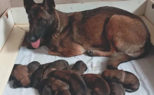 
          Imagem ilustrativa da imagem Nova geração de cães para ajudar a polícia do ES a combater o crime
          