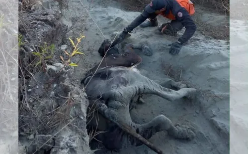 
          Imagem ilustrativa da imagem VÍDEO|Novilha de 300 kg é resgatada após dois dias presa em morro em Afonso Cláudio
          