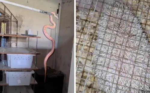 
          Imagem ilustrativa da imagem Operação apreende 20 animais exóticos mantidos em cativeiro em Vila Velha
          