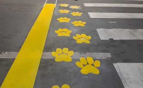 
          Imagem ilustrativa da imagem Patarela: conheça iniciativa inédita para proteger os animais no ES
          