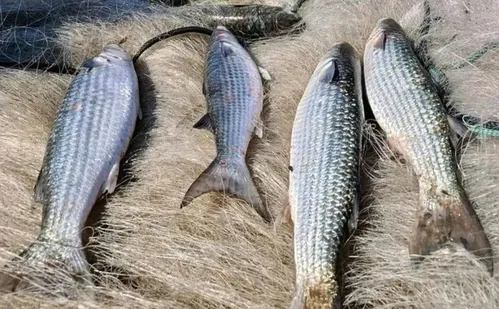 
          Imagem ilustrativa da imagem Pesca de tainha na modalidade arrasto de praia está suspensa
          