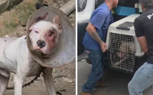 
          Imagem ilustrativa da imagem Polícia Civil resgata dois cães em maus-tratos em Viana
          