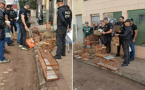 
          Imagem ilustrativa da imagem Polícia apreende 22 aves silvestres sendo comercializadas ilegalmente em Vila Velha
          