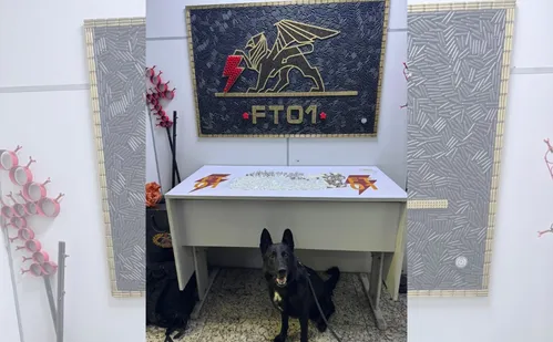 
          Imagem ilustrativa da imagem VÍDEO|Polícia encontra 325 unidades de drogas com apoio de cão farejador em Vitória
          