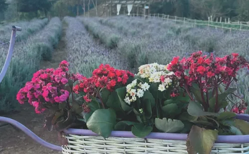 
          Imagem ilustrativa da imagem Roteiros de campos de flores nas montanhas do ES
          