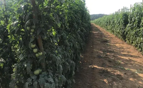 
          Imagem ilustrativa da imagem Tomates produzidos em Vila Velha abastecem três estados do Brasil
          