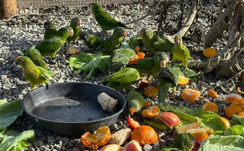 
          Imagem ilustrativa da imagem Total de 140 animais silvestres resgatados são devolvidos à natureza em Guaçuí
          