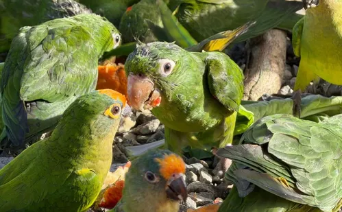 
          Imagem ilustrativa da imagem Total de 140 animais silvestres resgatados são devolvidos à natureza em Guaçuí
          