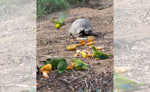 
          Imagem ilustrativa da imagem Total de 140 animais silvestres resgatados são devolvidos à natureza em Guaçuí
          