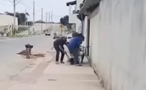 
          Imagem ilustrativa da imagem VÍDEO | Criança de oito anos é atacada por pitbulls após tentar salvar coelho
          