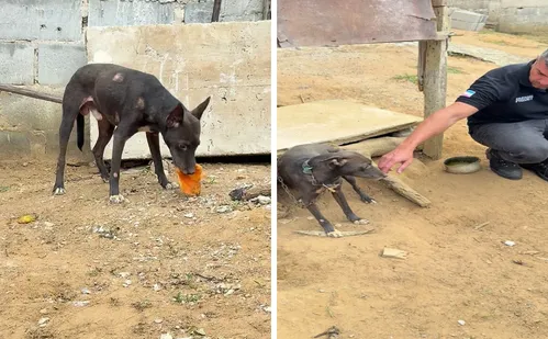 
          Imagem ilustrativa da imagem Vídeo de agressão a cão leva à prisão de homem de 73 anos em Cariacica
          