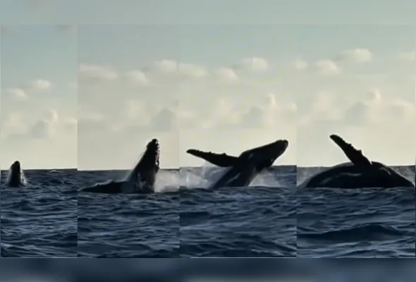 Imagem ilustrativa da imagem Baleia-jubarte é filmada por pescador em Maracaípe