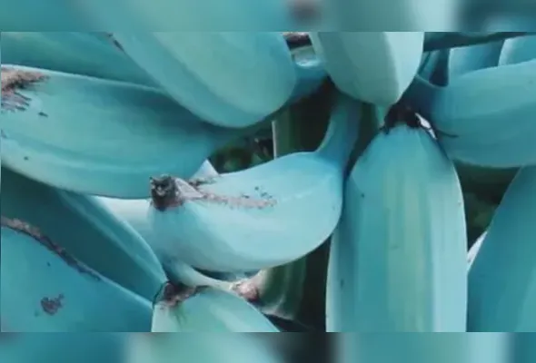Imagem ilustrativa da imagem Banana azul: pouco comum no Brasil, a fruta tem ganhado popularidade por seu sabor
