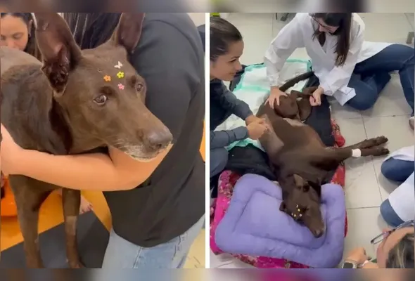 Cadela Sindy recebeu atendimento emergencial e foi encaminhada para uma clínica veterinária, onde estava sendo cuidada