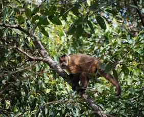 Imagem ilustrativa da imagem Alerta de febre amarela e febre maculosa após morte de macacos em Cachoeiro