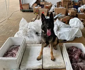 Imagem ilustrativa da imagem PM apreende mais de 1 kg de maconha encontrada em carga de polvos congelados