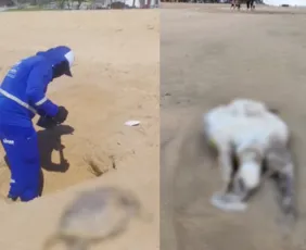 Imagem ilustrativa da imagem Tartarugas e boto são encontrados mortos em praias do Grande Recife