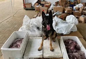Imagem ilustrativa da imagem PM apreende mais de 1 kg de maconha encontrada em carga de polvos congelados
