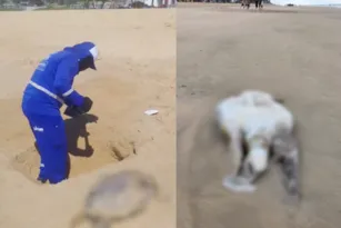 Imagem ilustrativa da imagem Tartarugas e boto são encontrados mortos em praias do Grande Recife