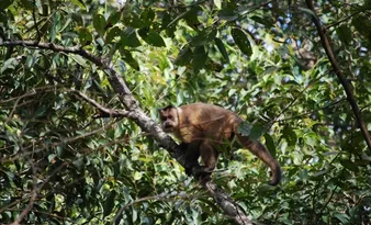 Imagem ilustrativa da imagem Alerta de febre amarela e febre maculosa após morte de macacos em Cachoeiro