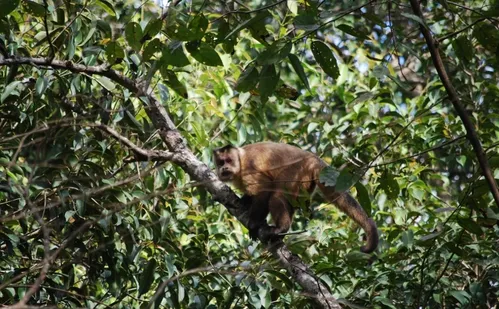 
          Imagem ilustrativa da imagem Alerta de febre amarela e febre maculosa após morte de macacos em Cachoeiro
          