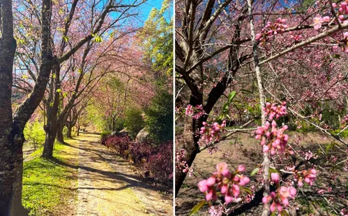 
          Imagem ilustrativa da imagem Cerejeiras entram no auge da floração na Região Serrana do ES
          