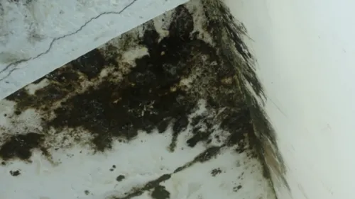 
          Imagem ilustrativa da imagem Coren-PE identifica problemas estruturais e falta de profissionais em Abreu e Lima
          