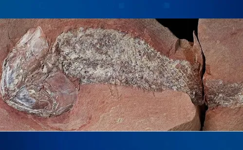 
          Imagem ilustrativa da imagem Fóssil raro de peixe pré-histórico é descrito em Mato Grosso
          