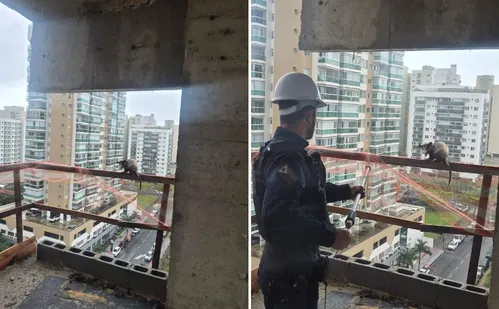 
          Imagem ilustrativa da imagem Gambá é resgatado no 8º andar de um prédio em construção em Itaparica
          